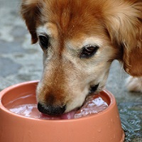 keeping dogs cool