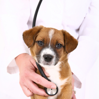 7 Questions to Ask Your Veterinarian