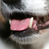 canine_teeth_dental_200_1.jpg