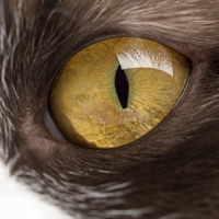 Close-up of Cat Eye