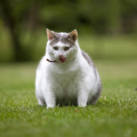 Obese Cat Outside
