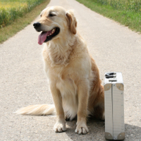 dog_with_suitcase.jpg