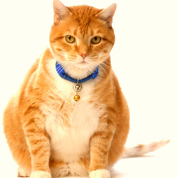 overweight_cat.jpg