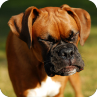 sneezing_puppy_boxer_200x200.png